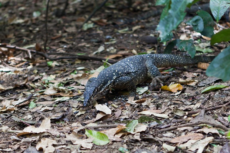 earless monitor lizard